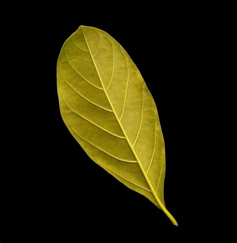 Artocarpus heterophyllus 'Black Gold' | Fairchild Botanic Garden