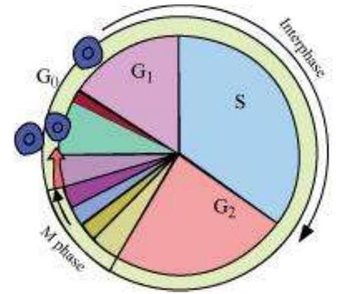 SATHEE: Chapter 10 Cell Cycle And Cell Division