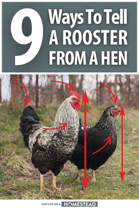 Rooster vs hen how to tell the difference – Artofit