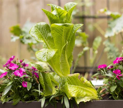 Romaine Lettuce Plant