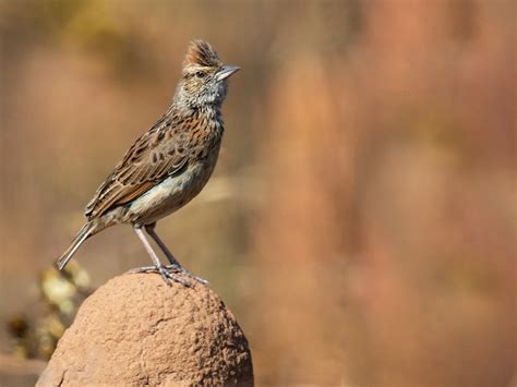 Angola Lark - eBird