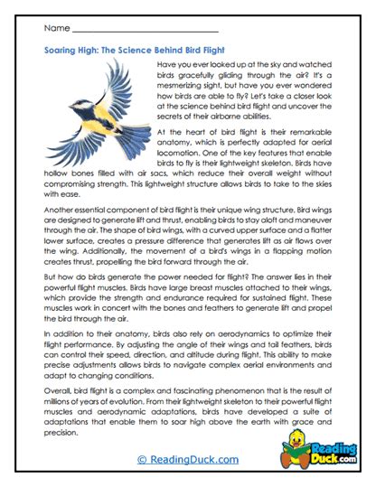 Bird Fly Worksheet 的图像结果