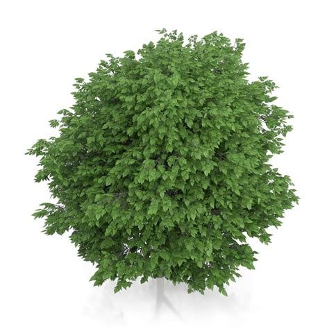 Cigar Tree 的图像结果