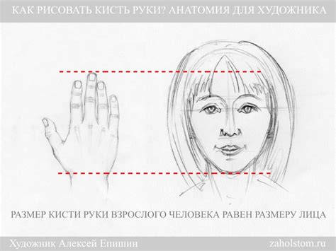 Как рисовать кисть руки? Анатомия для художника — zaholstom.ru