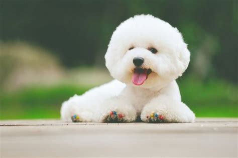 世界上最可爱的狗排名，世界十大最萌的狗排行榜(图片)_探秘志