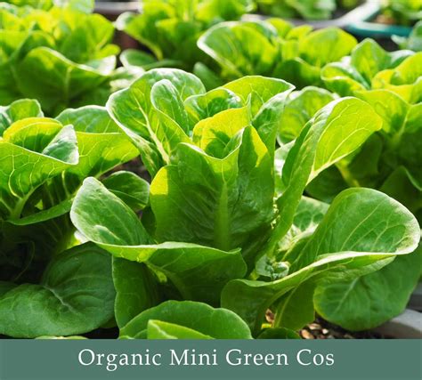 | Organic Veggies | LINE SHOPPING