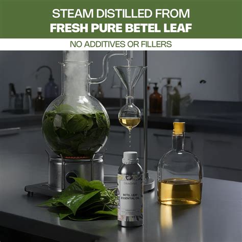 Buy Betel Leaf Essential Oil Online in India | Betel Leaf Oil - Bulk ...