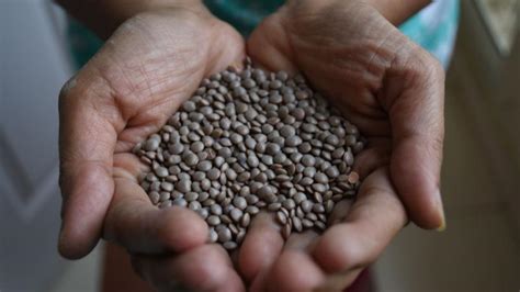 Study examines salt tolerance of different lentil genotypes