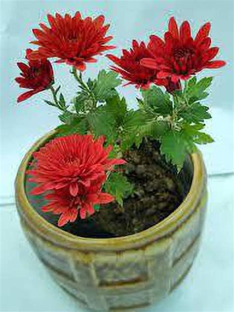 YADRA Chrysanthemums/ Guldavari Plant Price in India - Buy YADRA ...