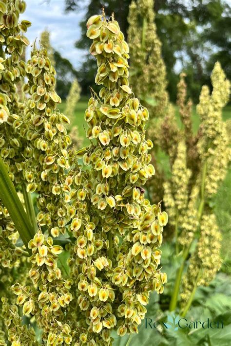 What To Do When Rhubarb Goes To Seed & How To Harvest | The Rex Garden
