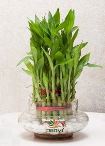 AGAMI Green 3 Layer Lucky Bamboo with Big Round Glass Vase Seed Price ...