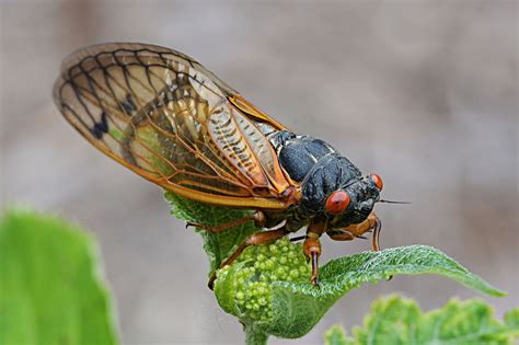 Cicada Brood X map 2021: When and where billions of the bugs will emerge - Vox