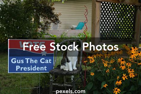 Free Pictures of Voting 的图像结果