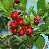 Buy Fruit Plants & Trees Online in India – PlantsKingdom