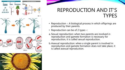Image result for How Does Reproduction Work Class 8