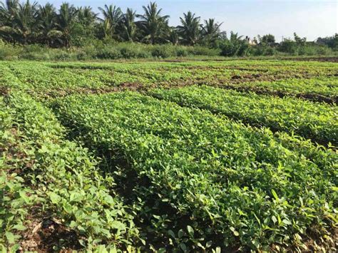 Keerai Kadai: An agriculturalist from Coimbatore is putting the focus ...