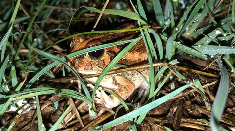 A new burrowing frog discovered in Bengaluru could tell a lot about ...