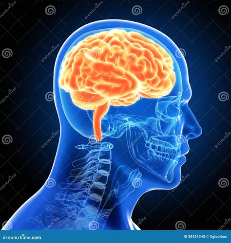 Image result for Human Brain Scan