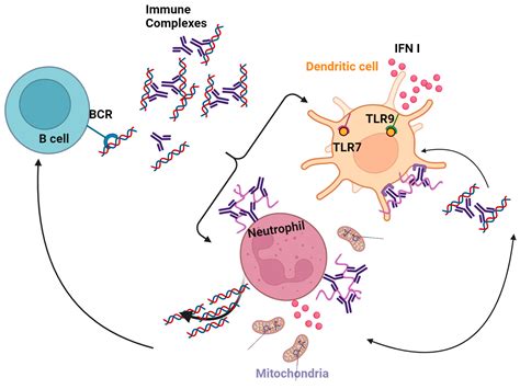 Signaling by Type I Interferons in Immune Cells: Disease Consequences