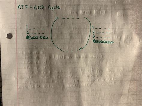 ATP - ADP Cycle Diagram | Quizlet