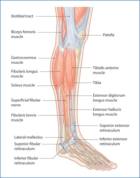Anterior Leg Anatomy The Muscular System Anatomy – Human Anatomy And