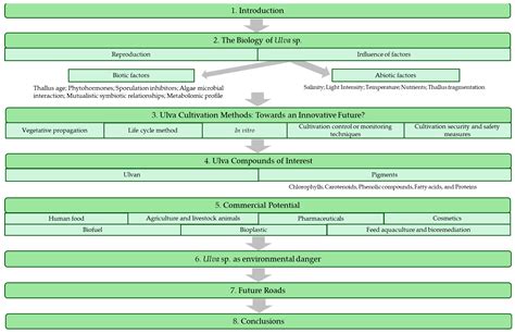 Laminar Ulva Species: A Multi-Tool for Humankind?