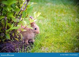 Image result for A Rabbit Hiding Clip Art