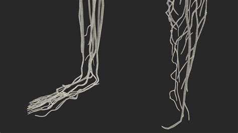 Young Man Anatomy Right Leg 3D Model $139 - .3ds .blend .c4d .fbx .max .ma .lxo .obj - Free3D