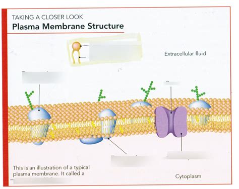 Plasma Cell Structure 的图像结果
