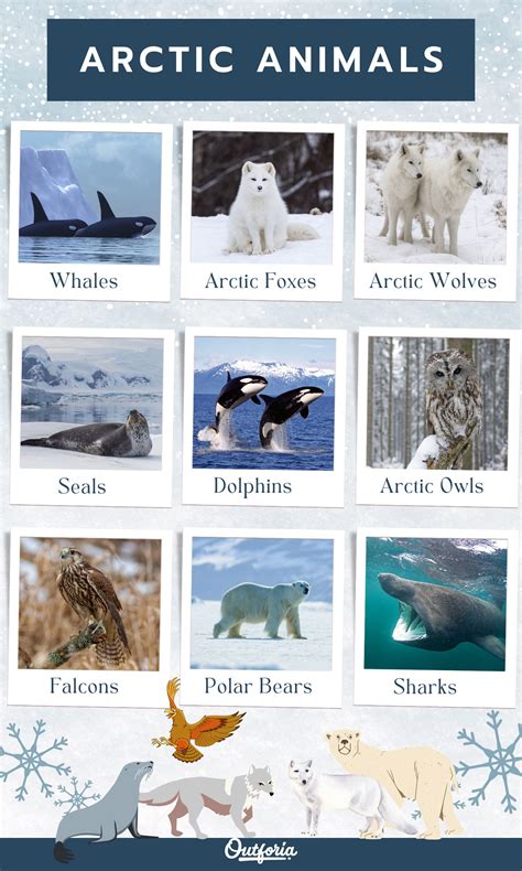 The Arctic Animals