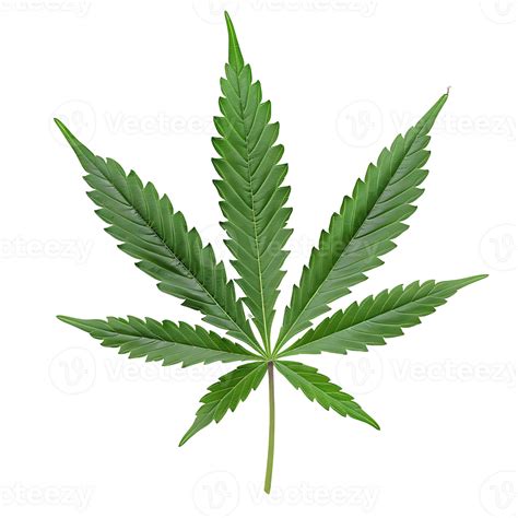 Isolated Green Marijuana Leaves on Transparent Background 52508774 PNG