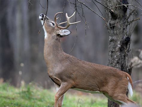 Image result for buck