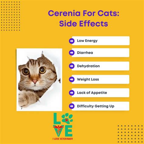 Stop! Do You Get Cerenia For Cats? - I Love Veterinary