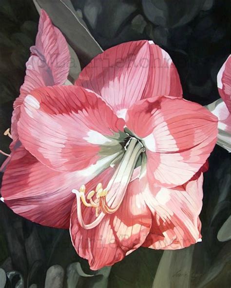 Pink Amaryllis Watercolor Realism Flower Nature Art Dramatic Garden Flower Original Painting
