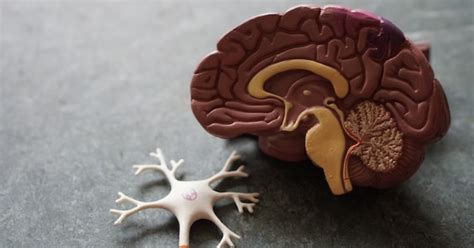 Learn How To Rewire Your Brain In A Day