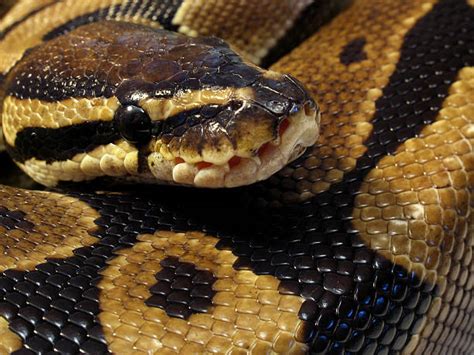 Image result for Python's Constricting Animals