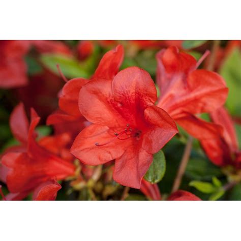 Encore Azalea Red Autumn Bravo Azalea Flowering Shrub in 1-Gallon Pot ...