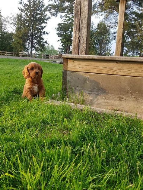 Image result for Cockapoo Dogs for Rehoming