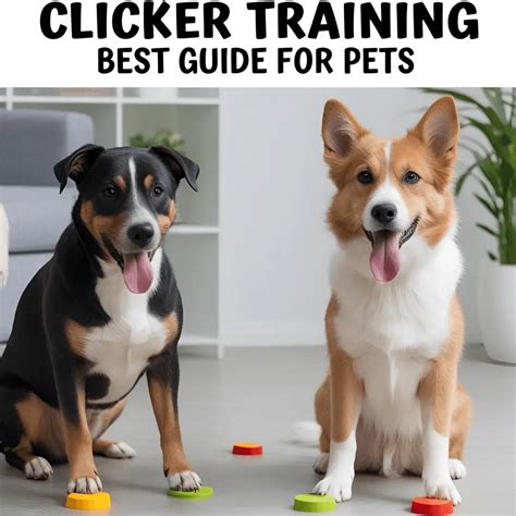 Image result for Clicker Training Cats