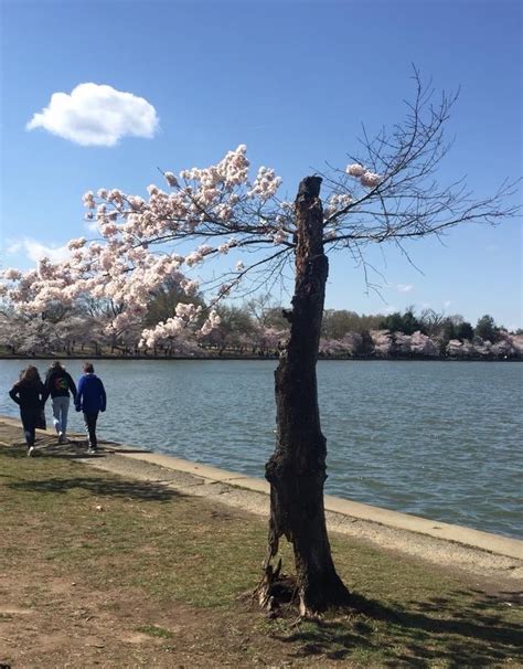 Image result for Short and Stumpy