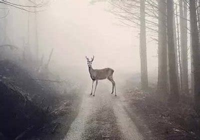 林中有鹿，鹿有孤独，心中有梦，梦中有你｜XuYin_文学爱好者