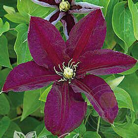 Клематис Полония Реститута (Clematis Polonia Restituta) купить в Москве ...