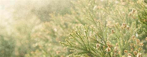 Allergy & Immunology Clinics | UW Medicine