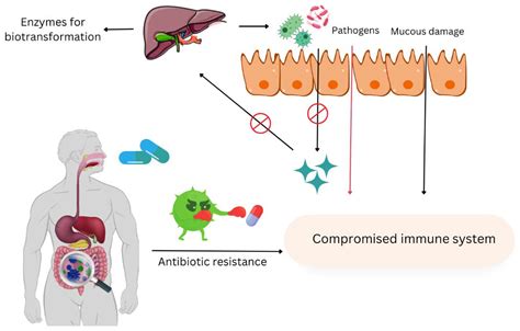 Molecular Insights into the Role of Gut Microbiota in Antibiotic ...