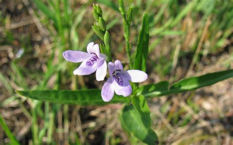 Ornamental Shrubs for Landscaping | Kumaran Nursery Garden Vadipatti ...