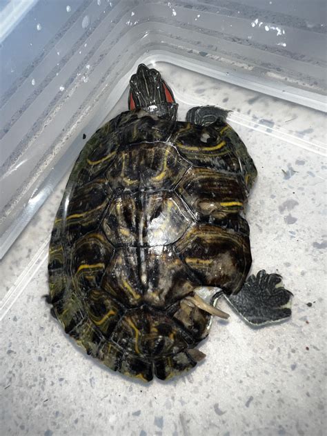 Image result for How to Fix a Broken Turtle Shell