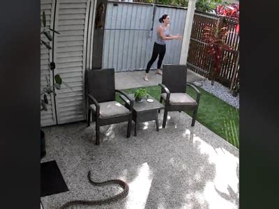 Image result for Python Attack Cat