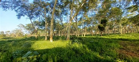 PAFURI BORDER CAMP (Kruger National Park) - Campground Reviews & Photos ...