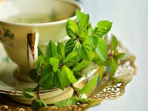 6 Amazing Health Benefits of Drinking Mint Tea Every Morning ...