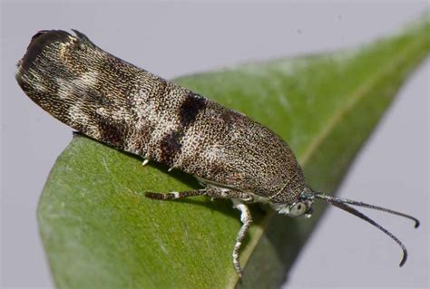 Insect Pests